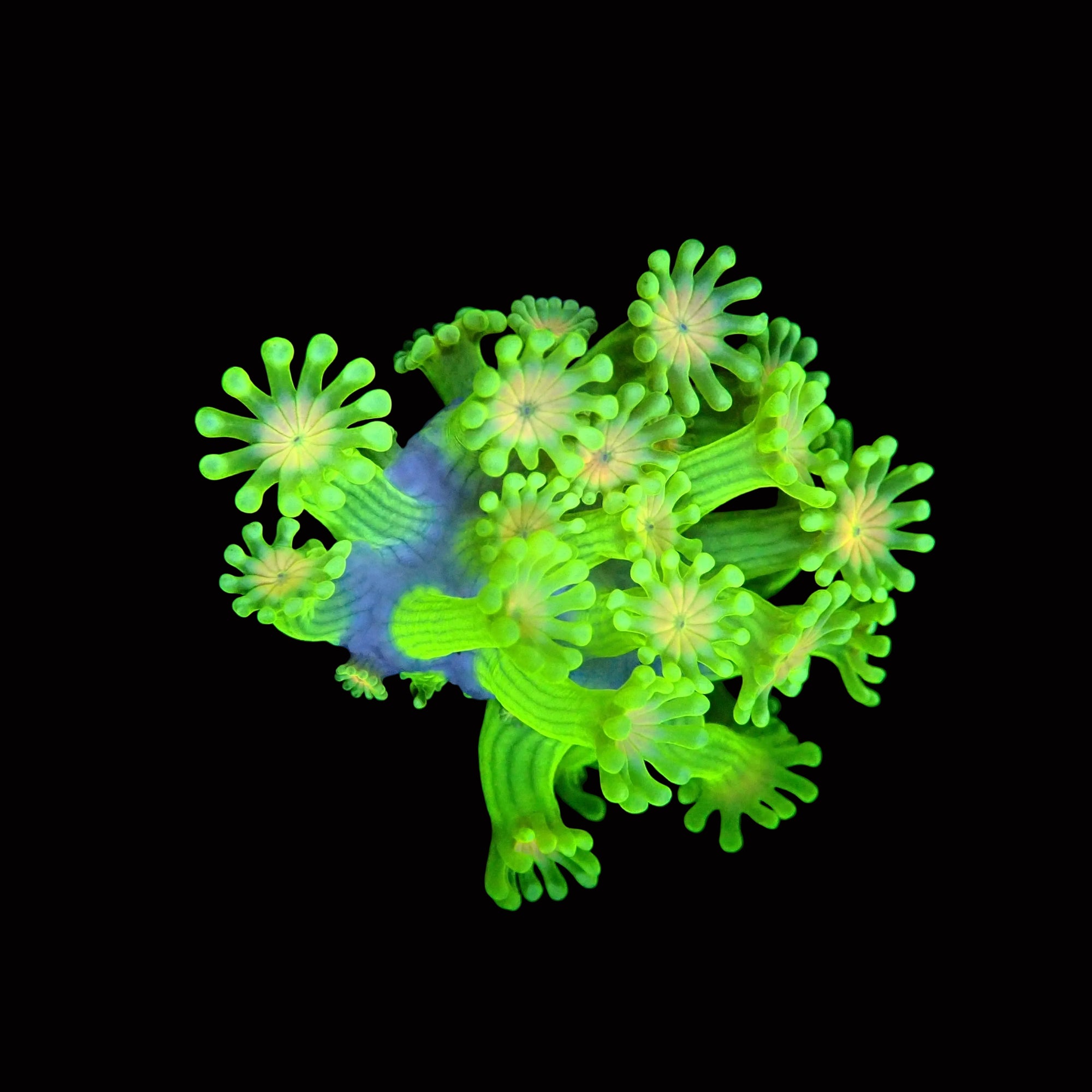 Alveopora sp. - Ultra Green Alveopora