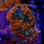 Rhodactis Circus par tete