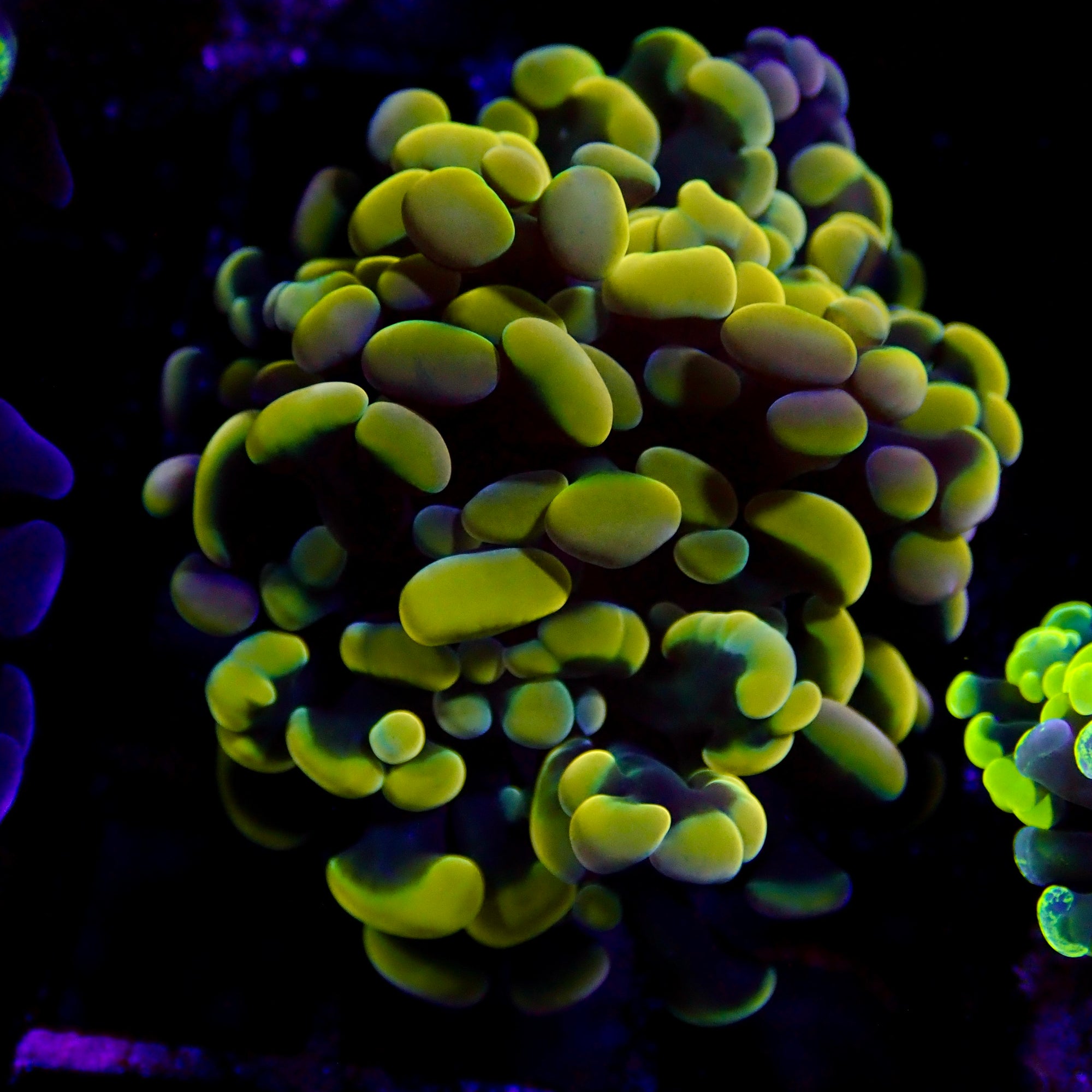 Rainbow Hammer