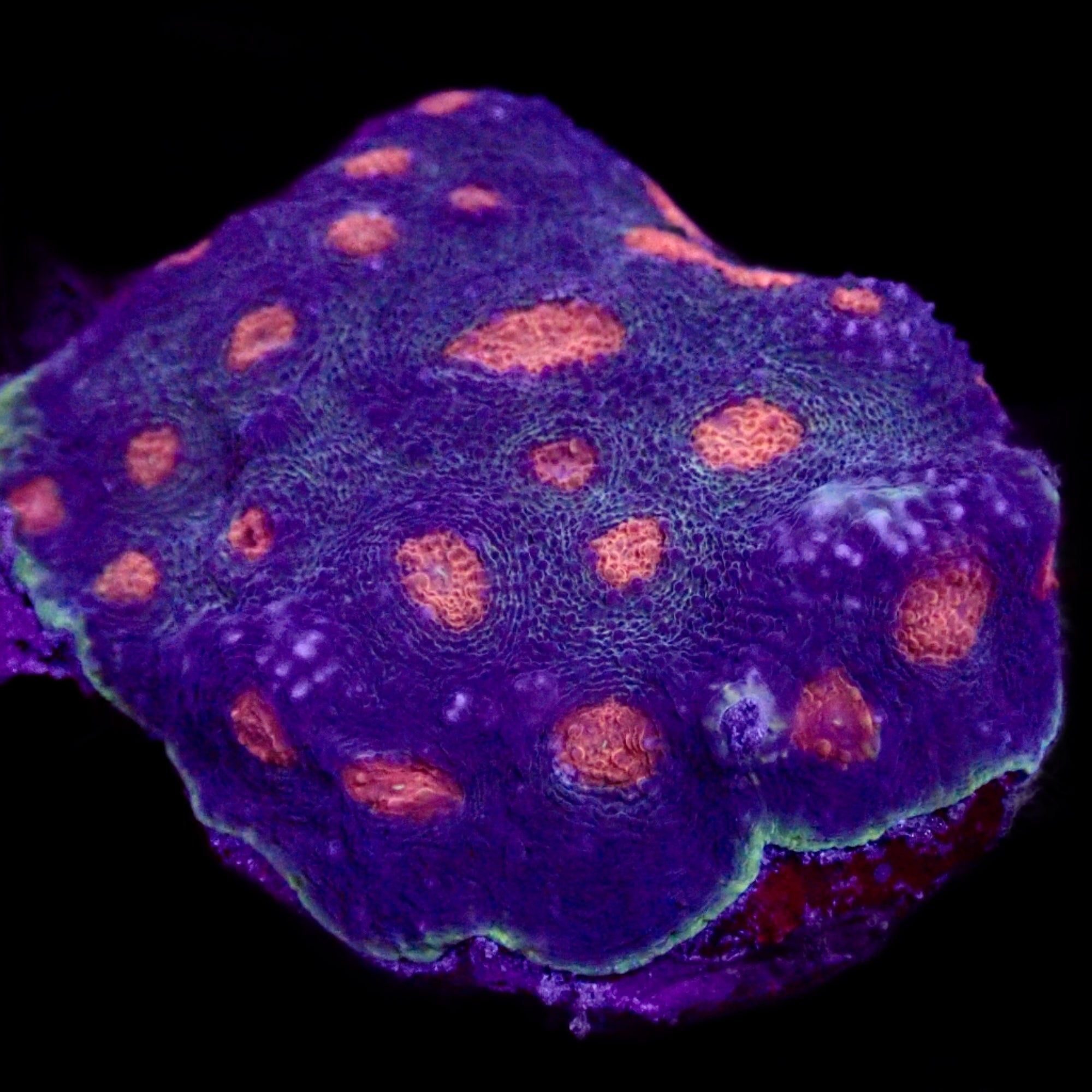 Acanthastrea