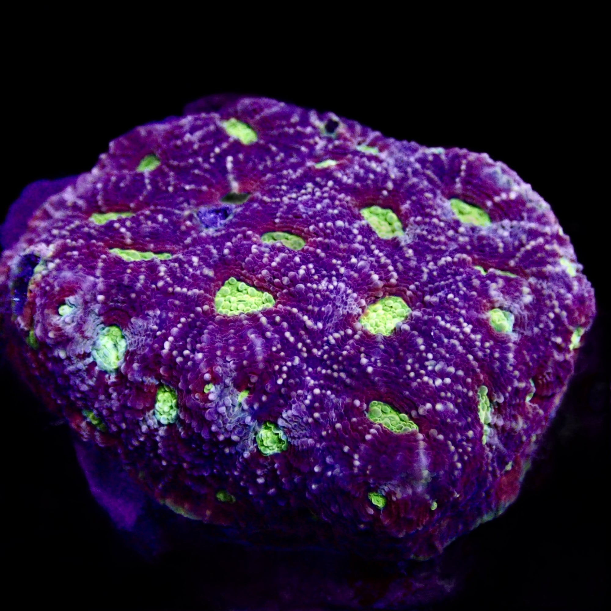 Acanthastrea