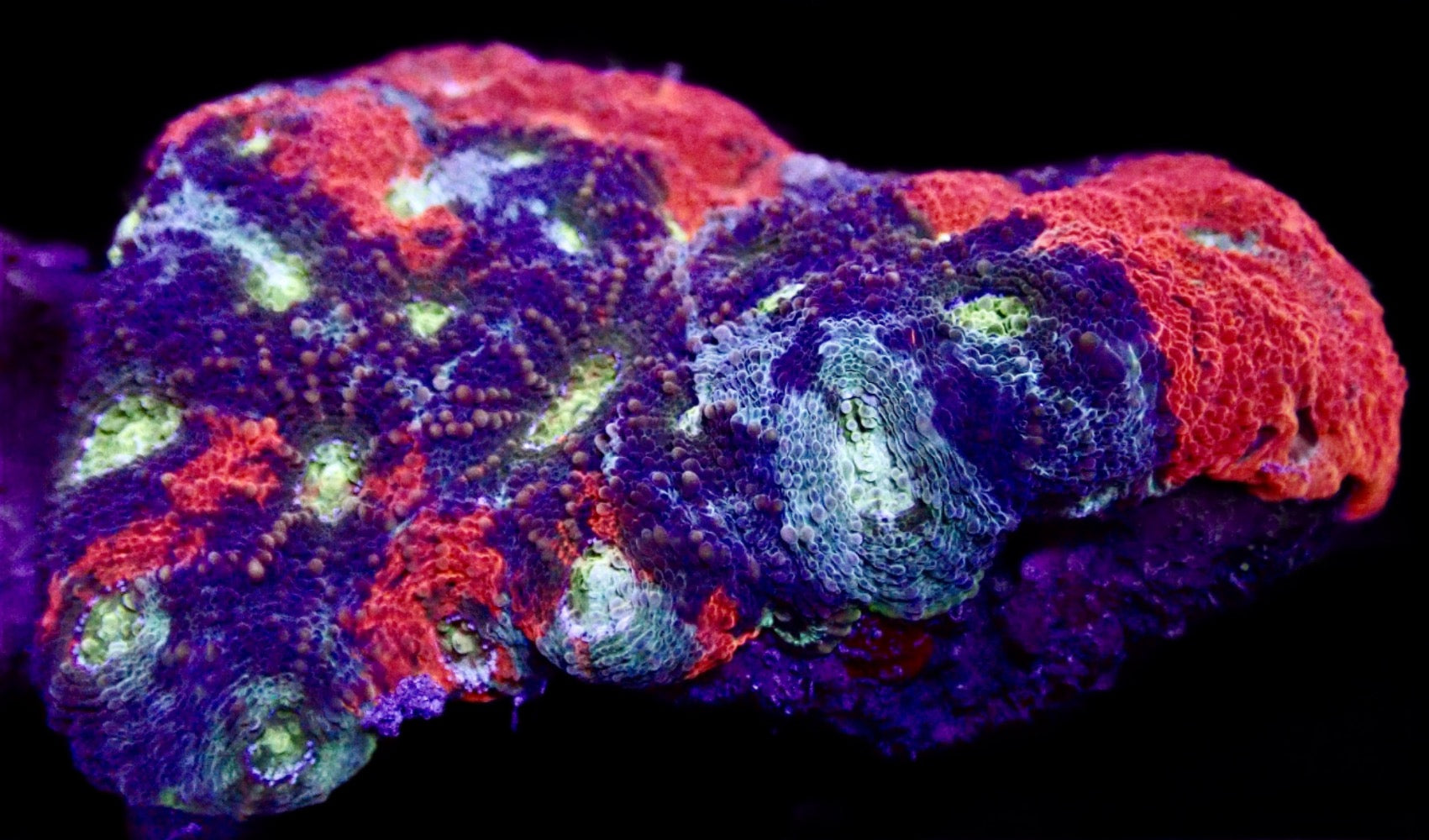 Acanthastrea tricolor colony