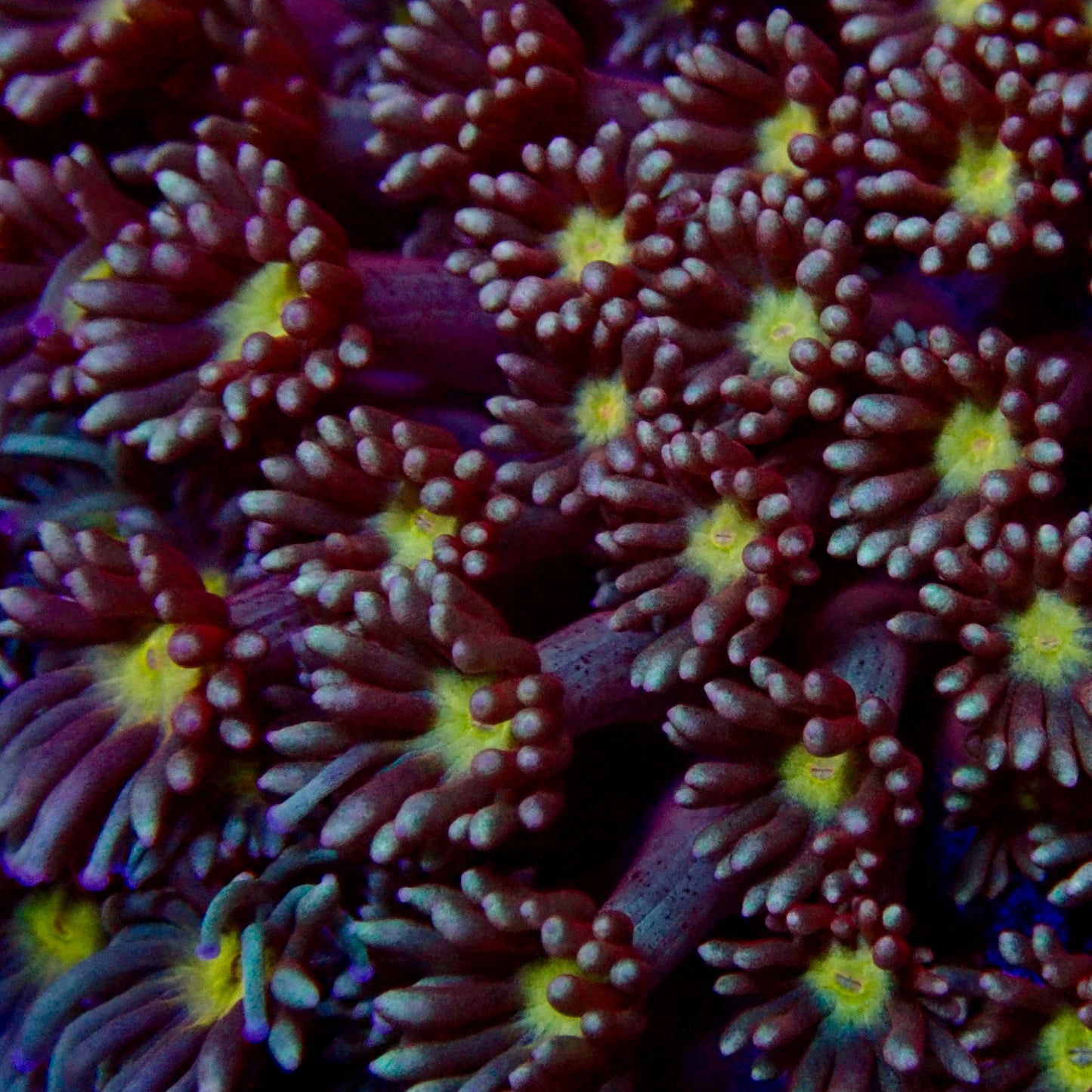 Goniopora Colony bicolore centre jaune