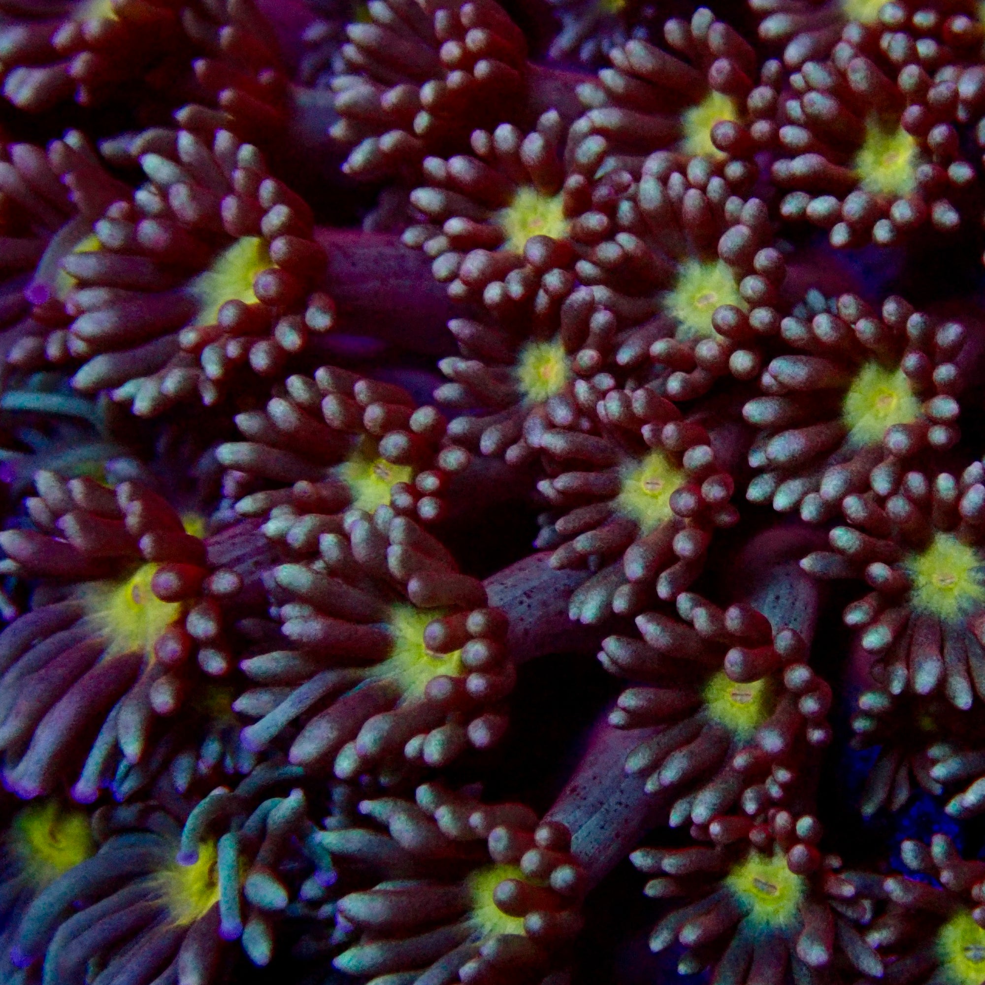 Goniopora Colony bicolore centre jaune Goniopora bicolore centre jaune Frag