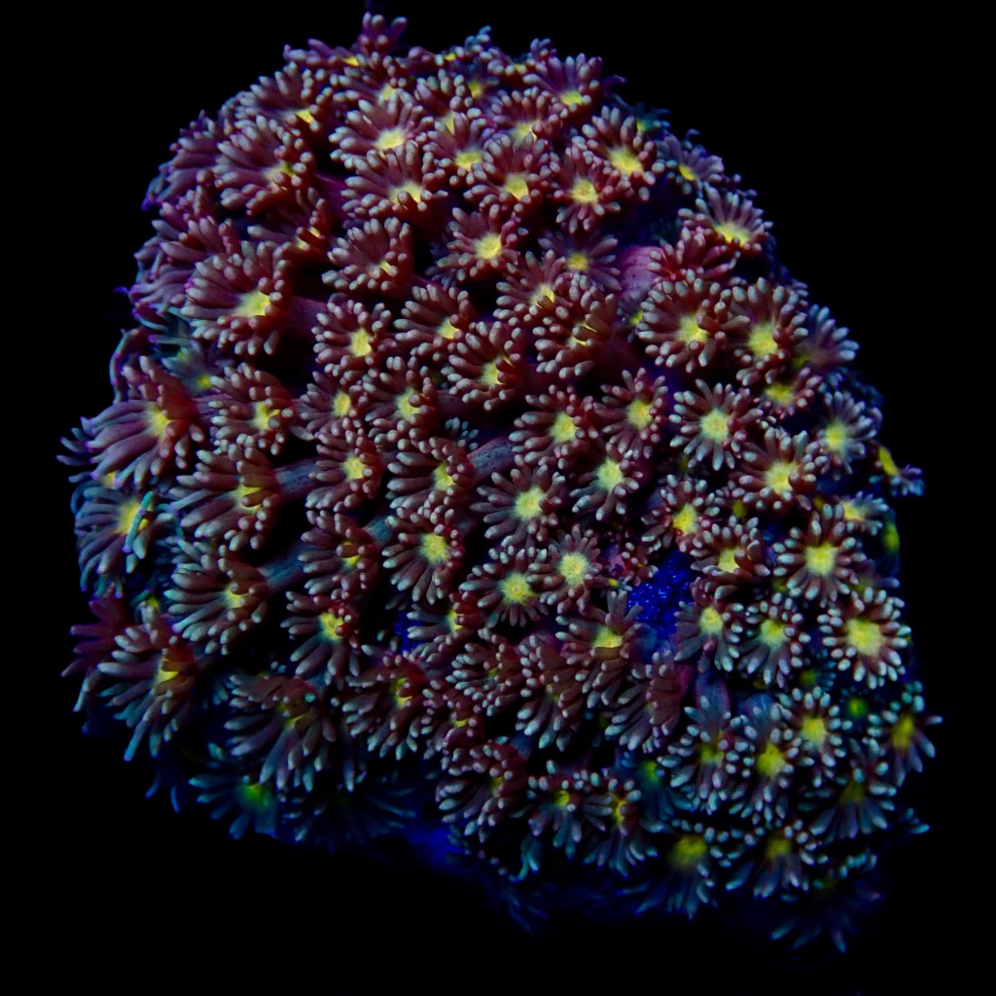 Goniopora Colony bicolore centre jaune Goniopora Colony bicolore centre jaune