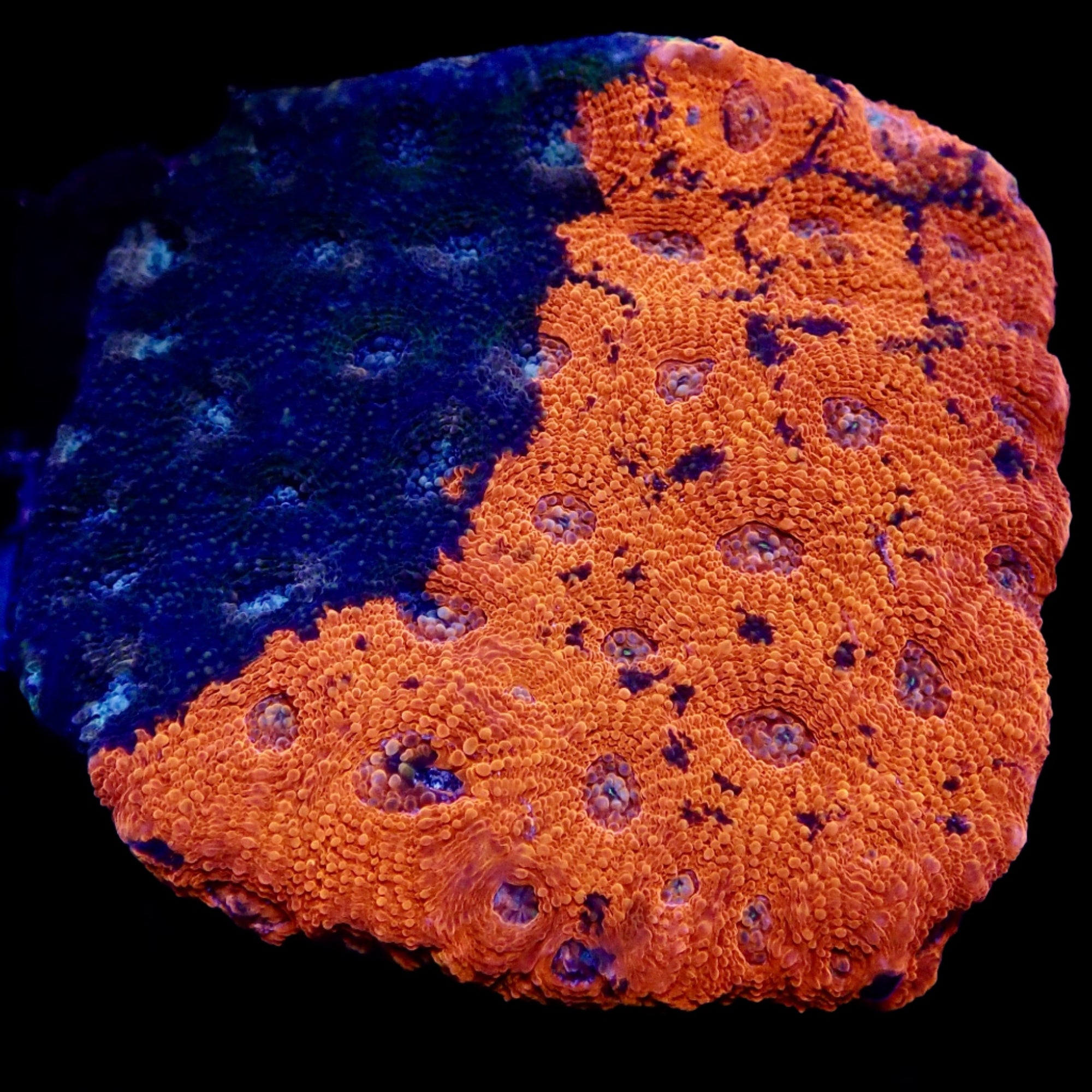Acantastrea Bleu foncé et Orange Colony