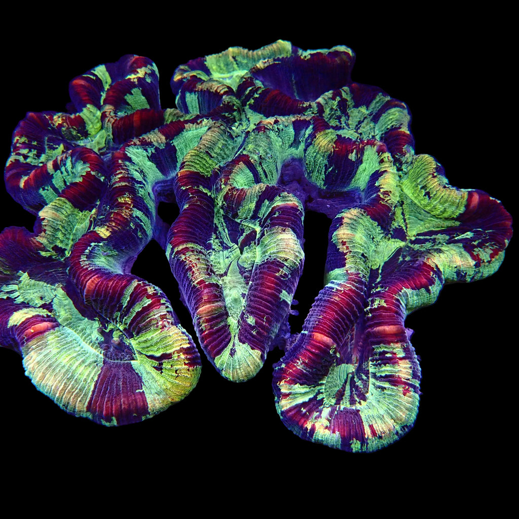 Trachyphyllia Geoffroyi Multicolore - Corail LPS Premium | ReefSolution