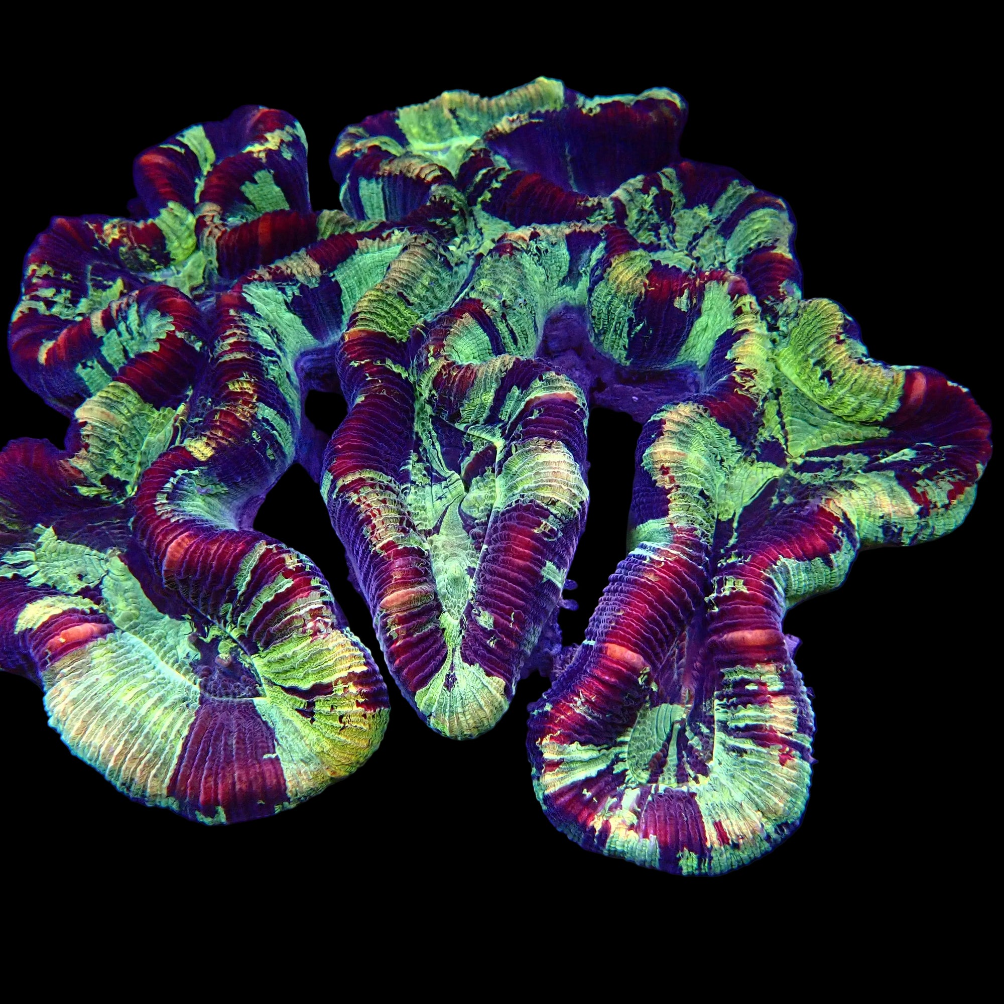 Trachyphyllia Geoffroyi Multicolore - Corail LPS Premium | ReefSolution