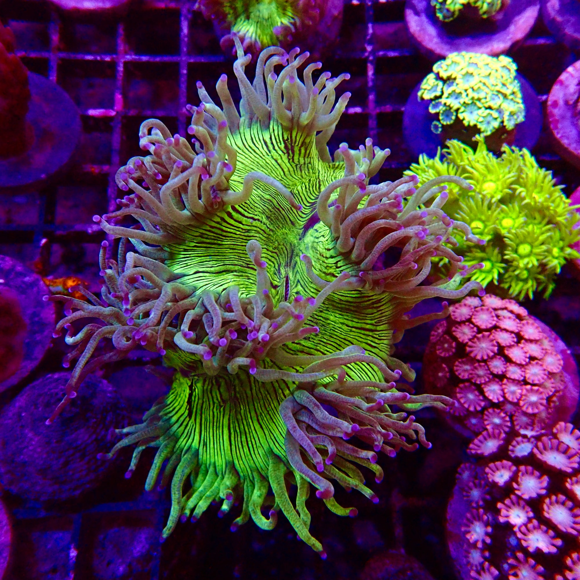 Elegance Coral Pink Tip Small
