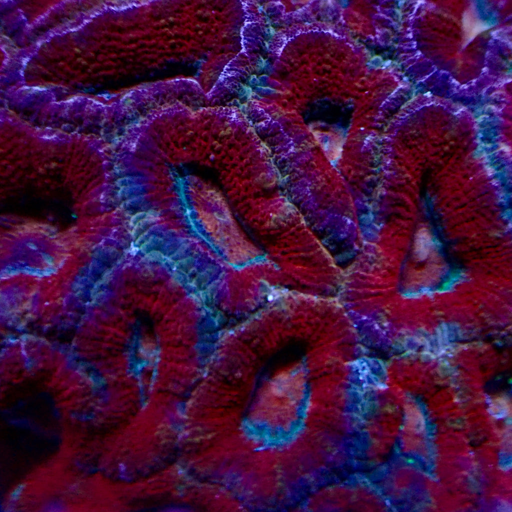 Acanthastrea