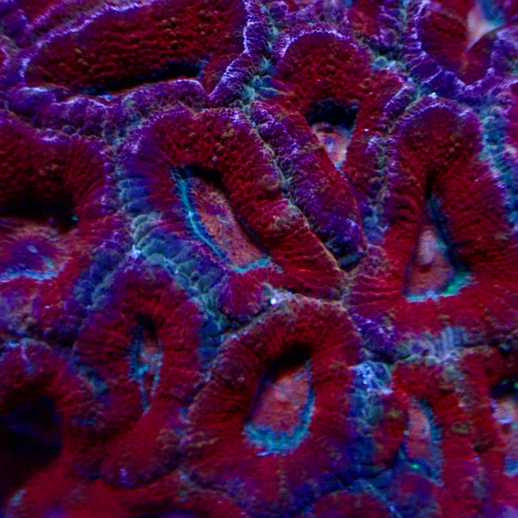 Acanthastrea