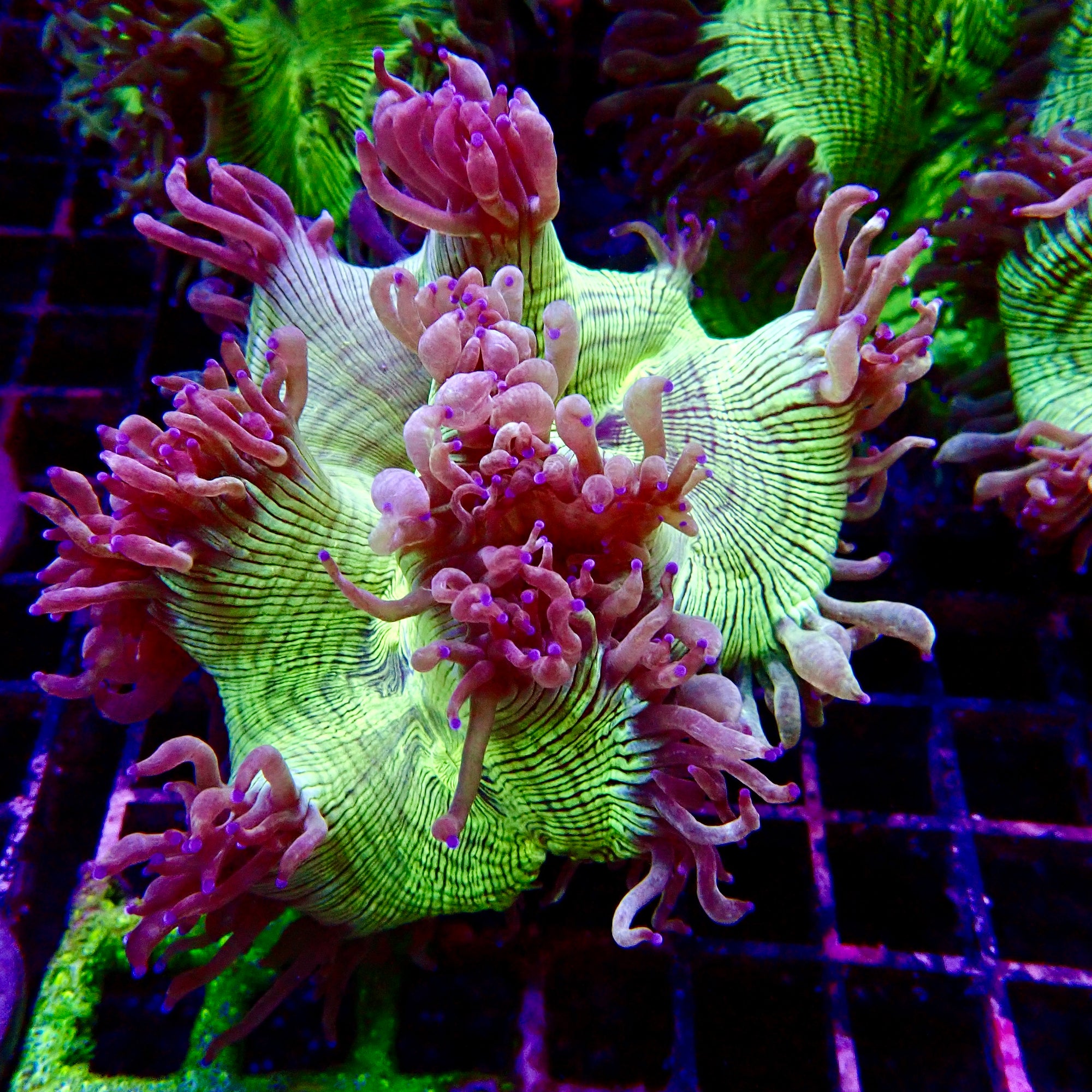 Elegance Coral Pink Tip Small
