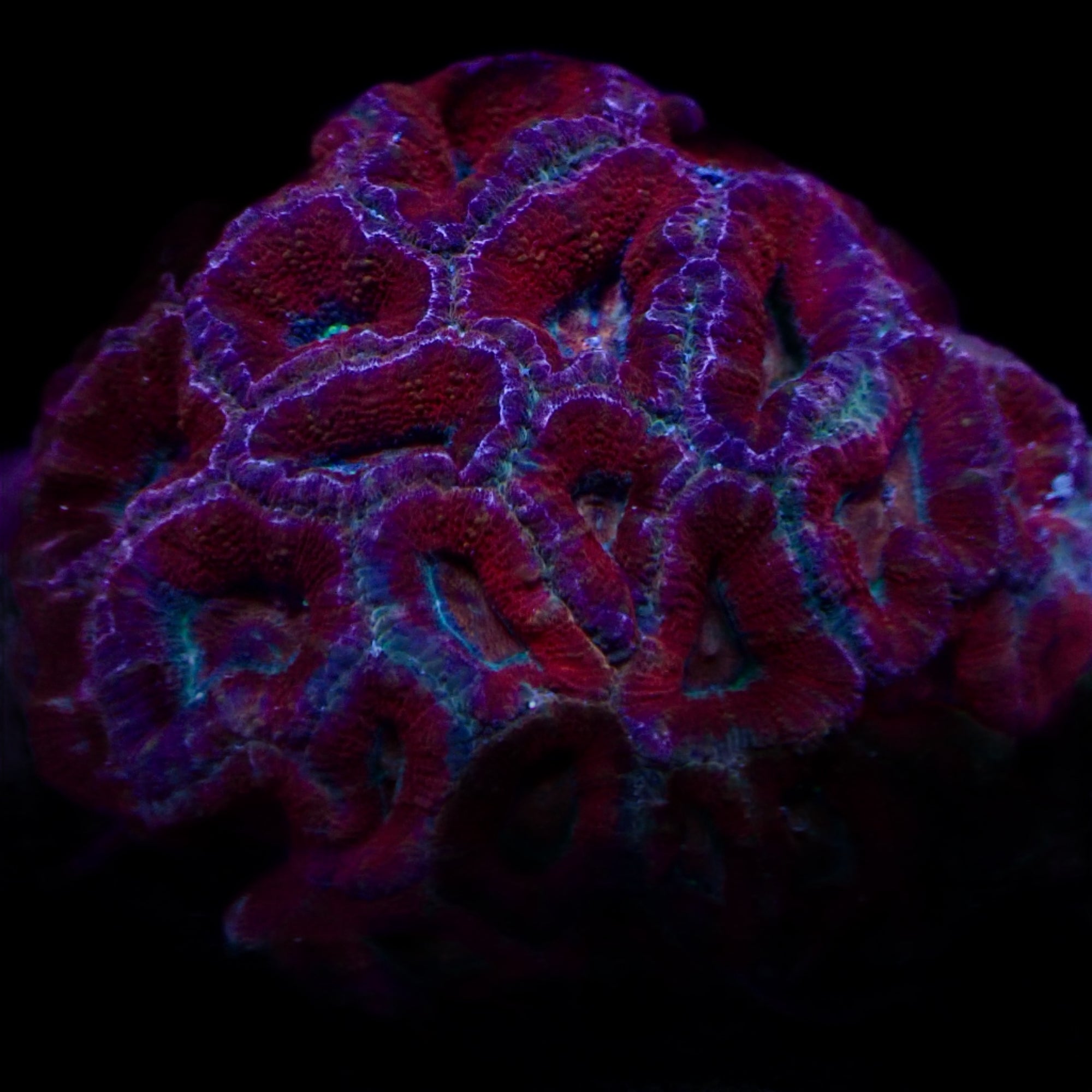 Acanthastrea
