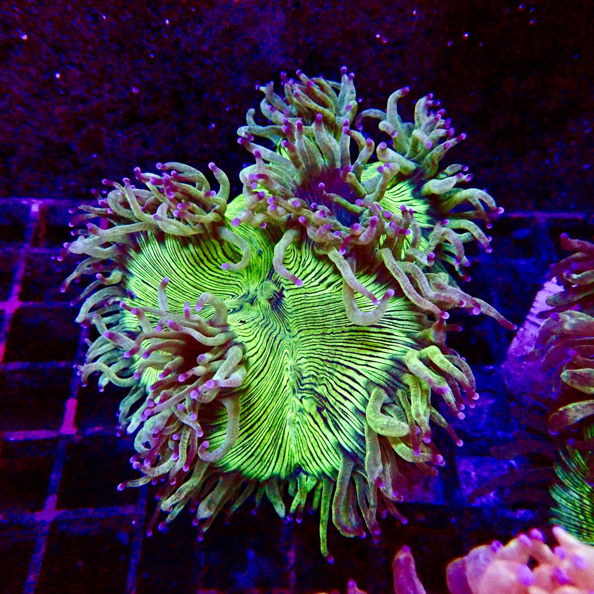 Elegance Coral Pink Tip Small