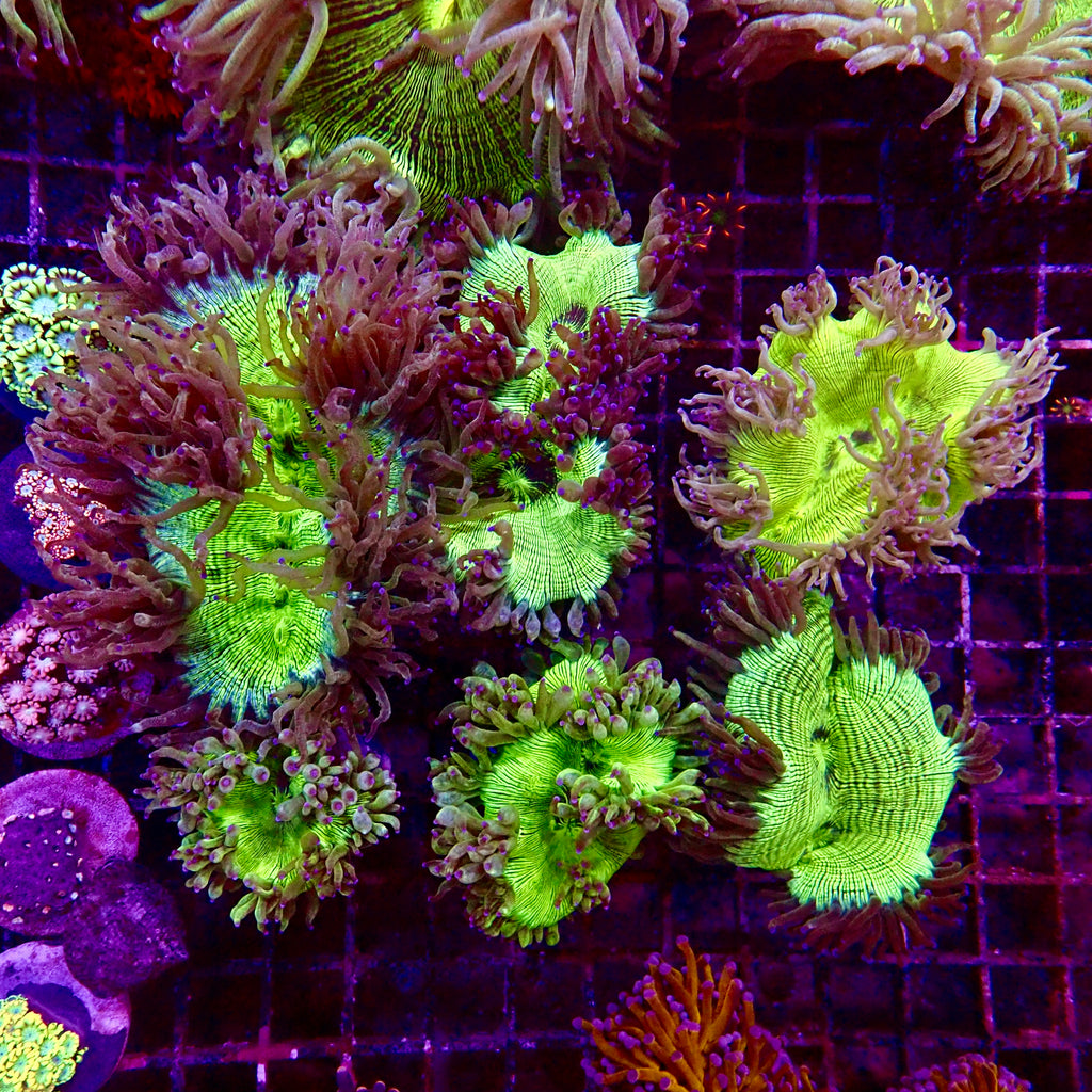 Elegance Coral Pink Tip Small