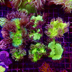 Elegance Coral Pink Tip Small