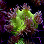 Elegance Coral Pink Tip Small