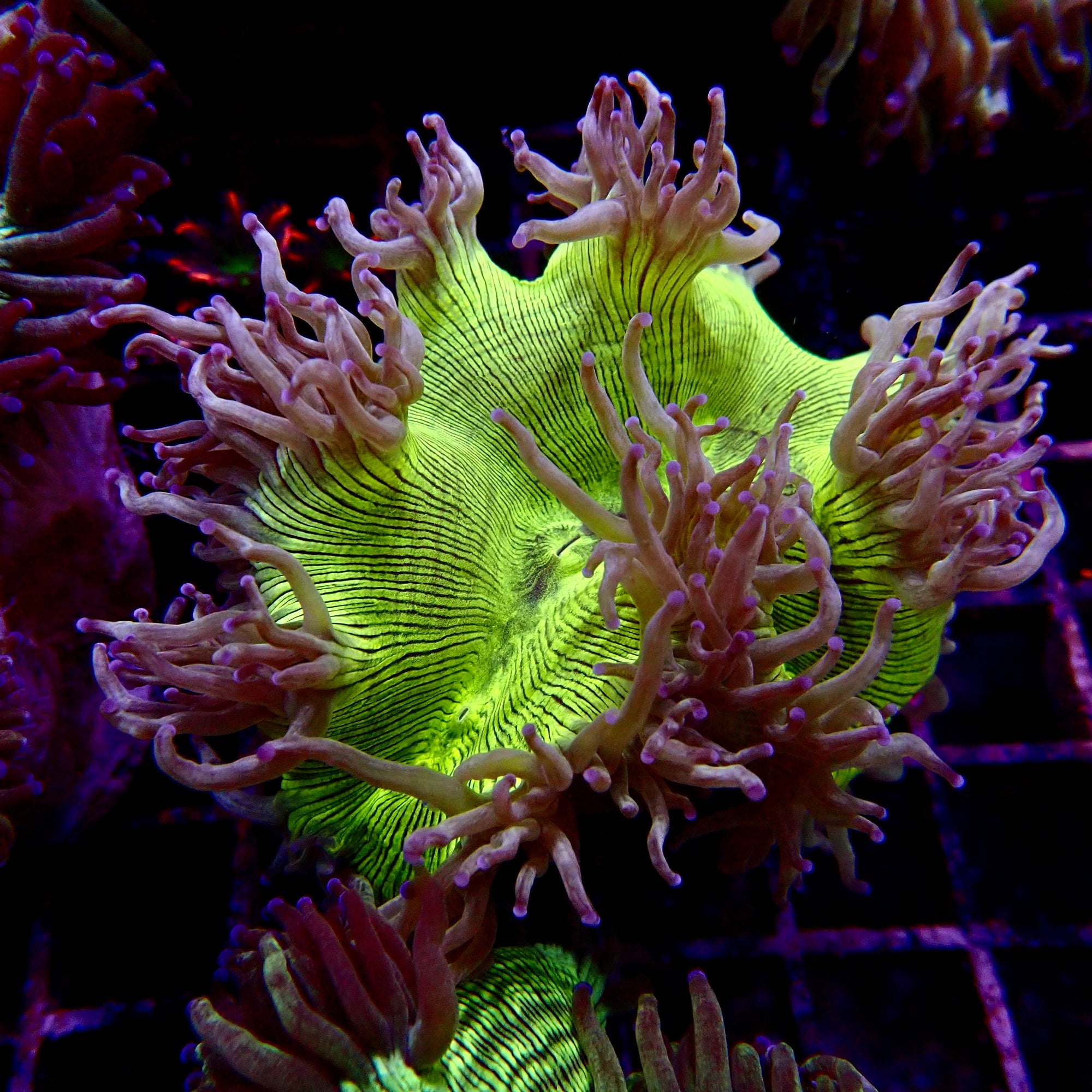 Elegance Coral Pink Tip Small