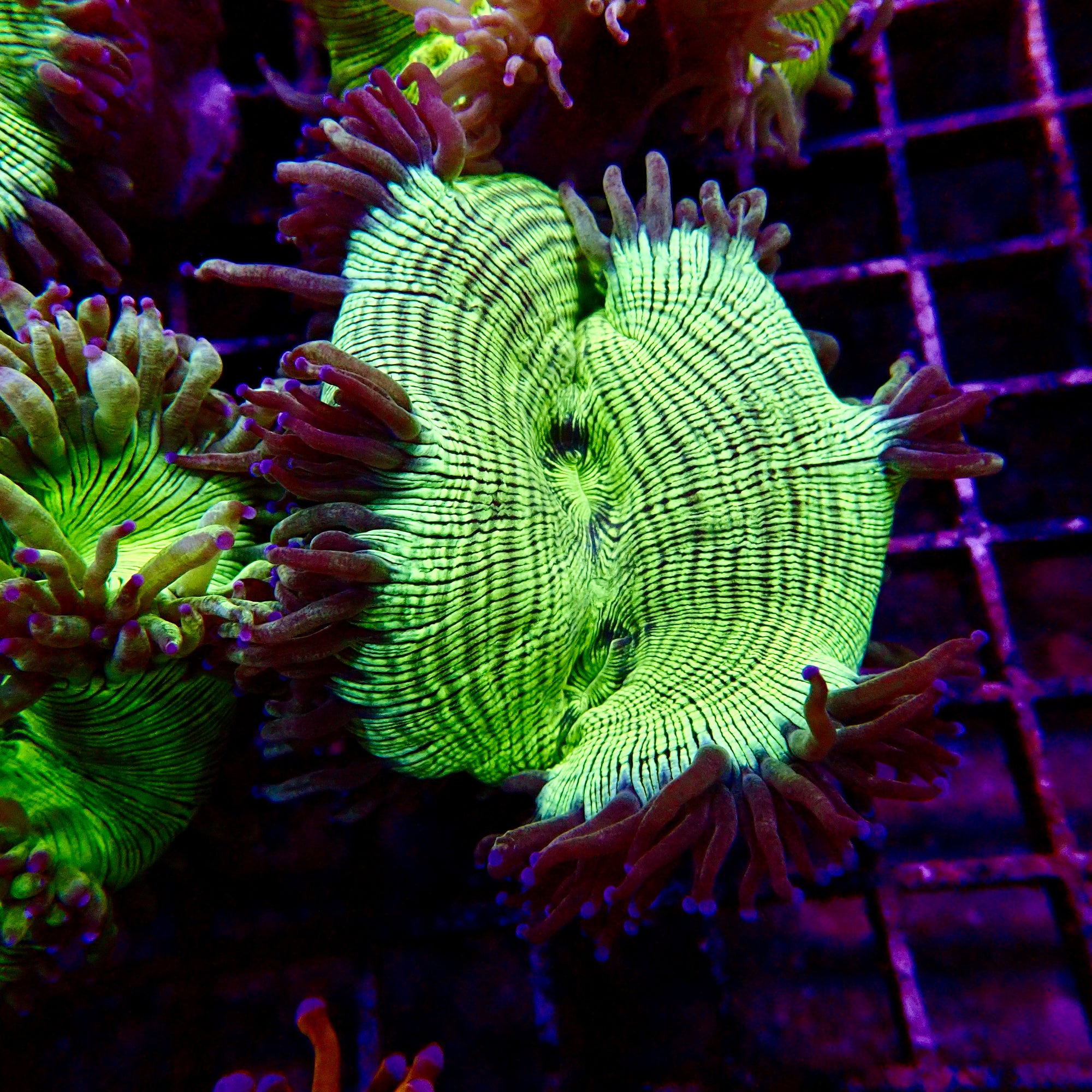 Elegance Coral Pink Tip Small