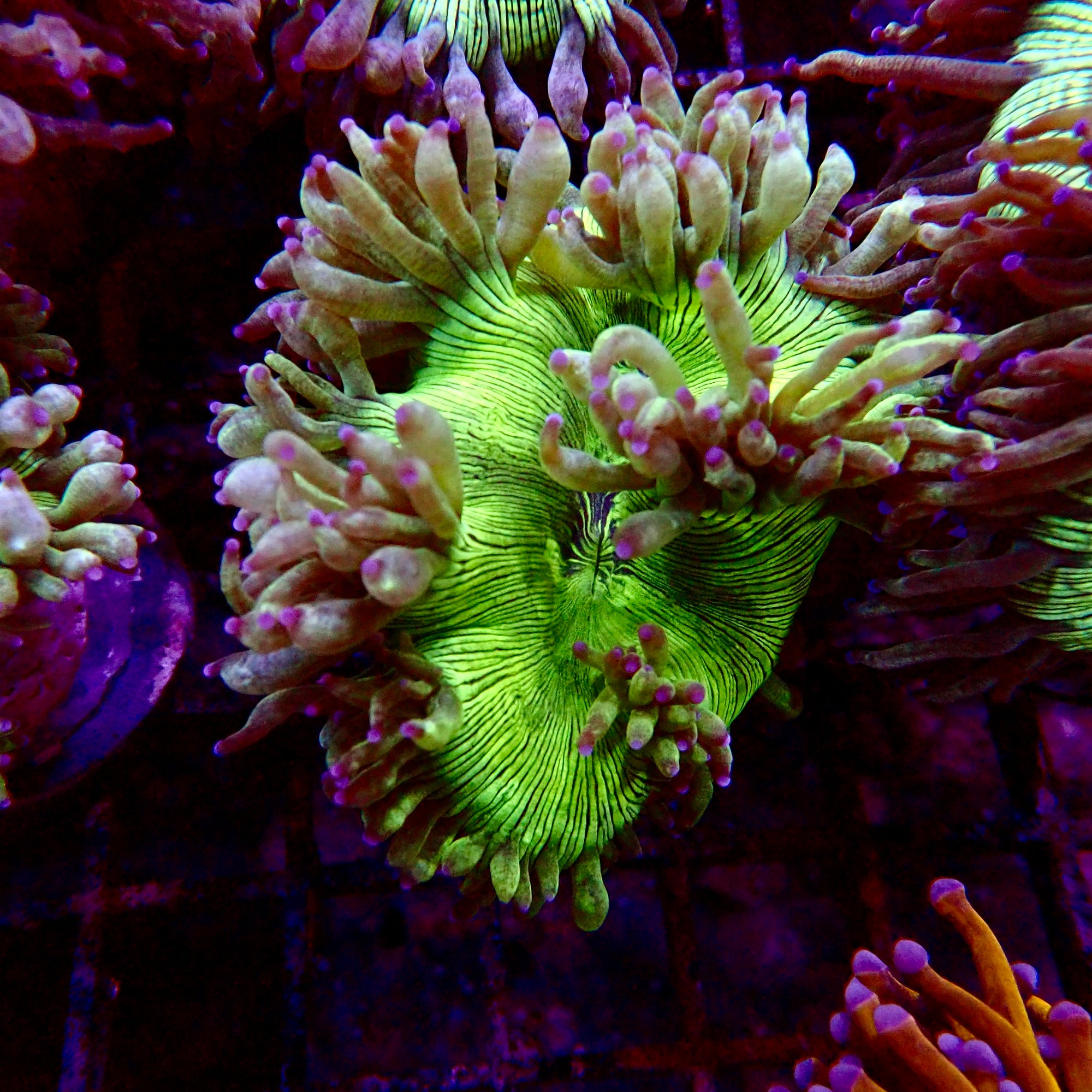 Elegance Coral Pink Tip Small