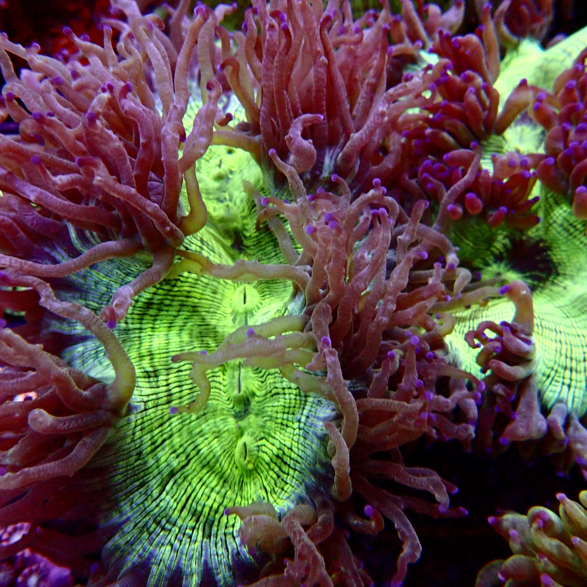 Elegance Coral Pink Tip Large colony