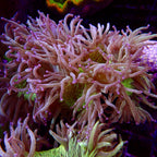 Elegance Coral Pink Tip Large colony