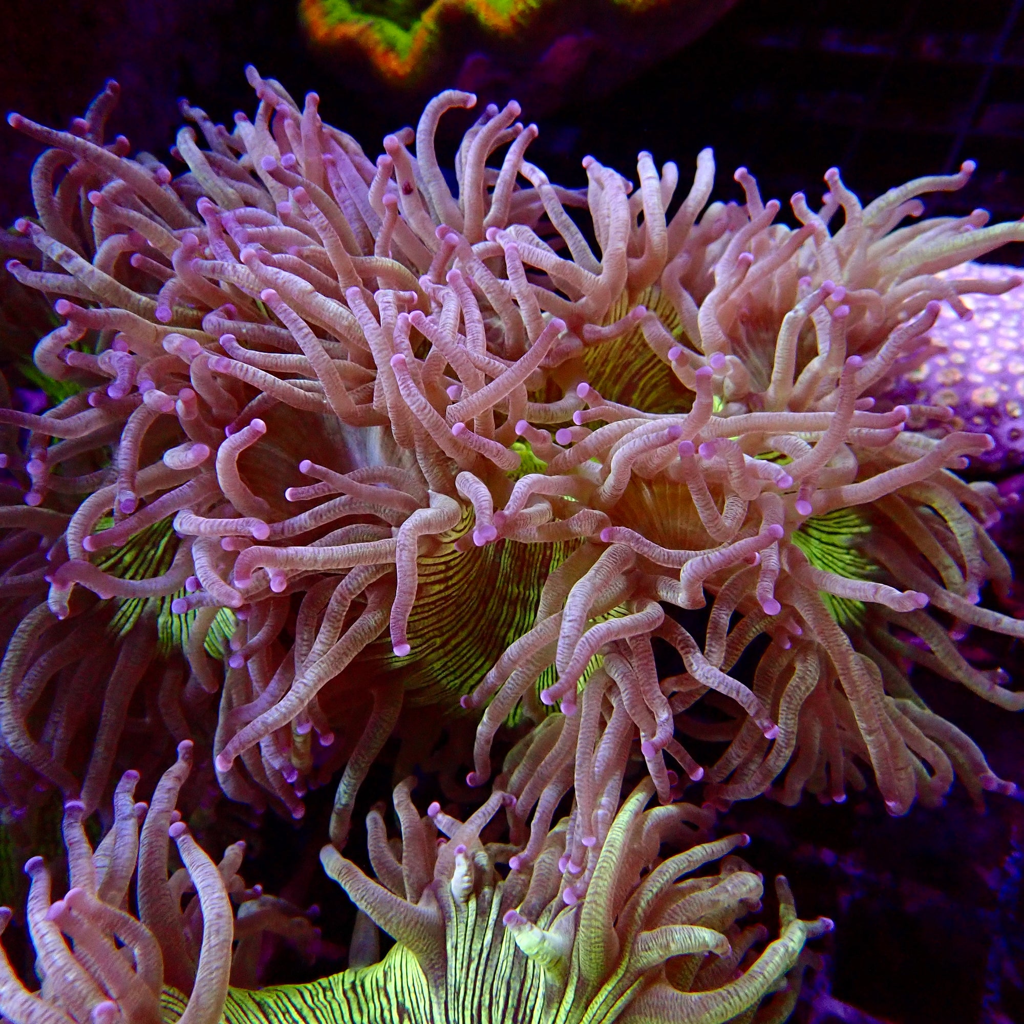 Elegance Coral Pink Tip Large colony