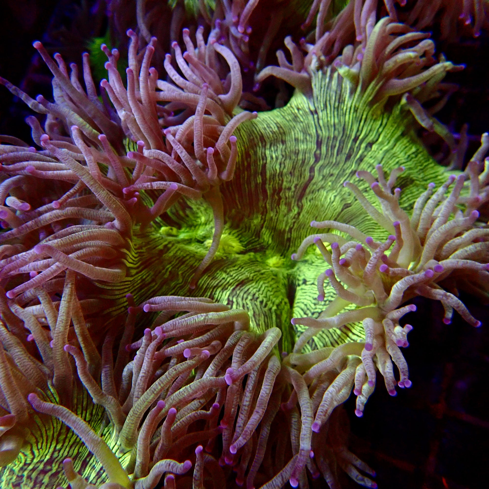 Elegance Coral Pink Tip Large colony