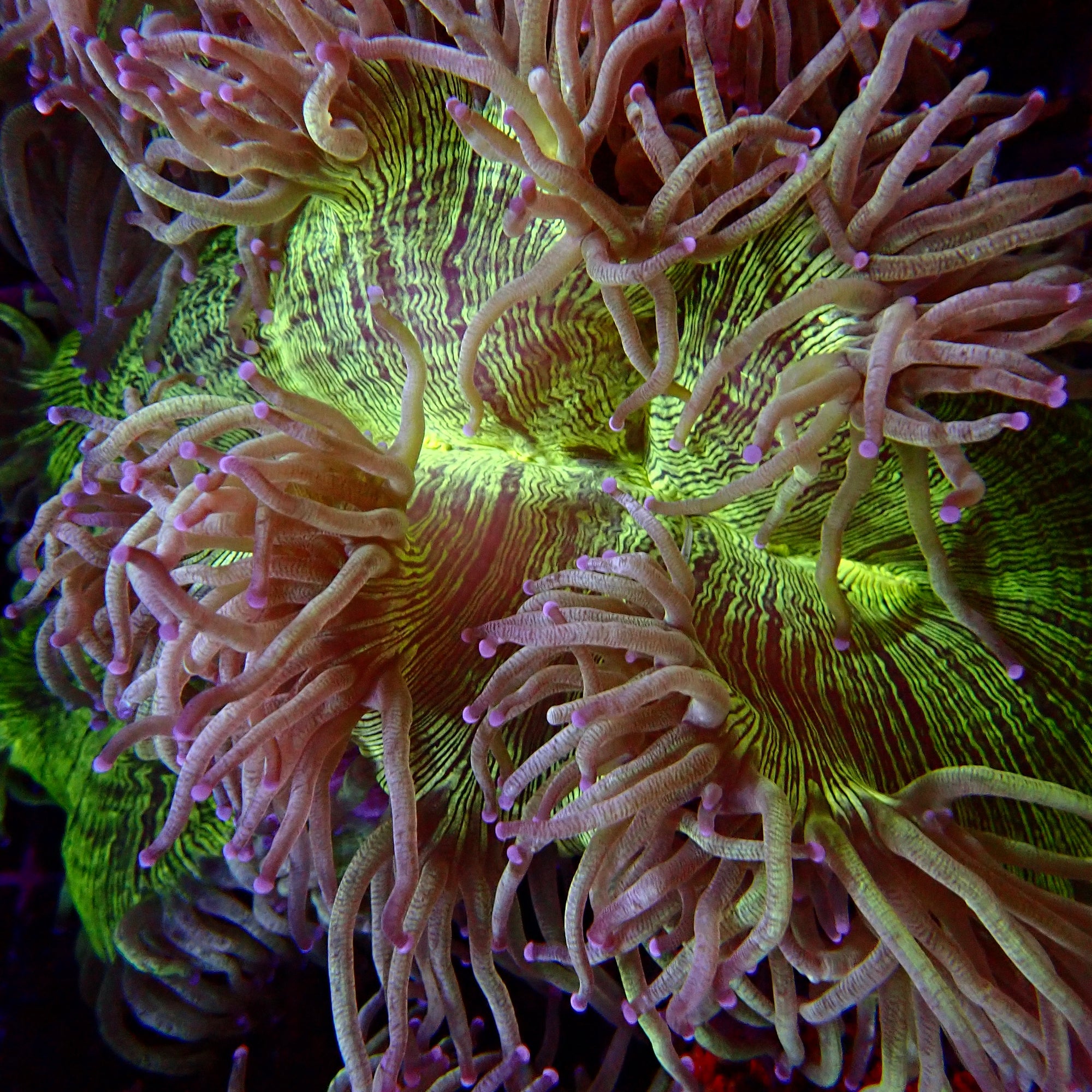Elegance Coral Pink Tip Large colony
