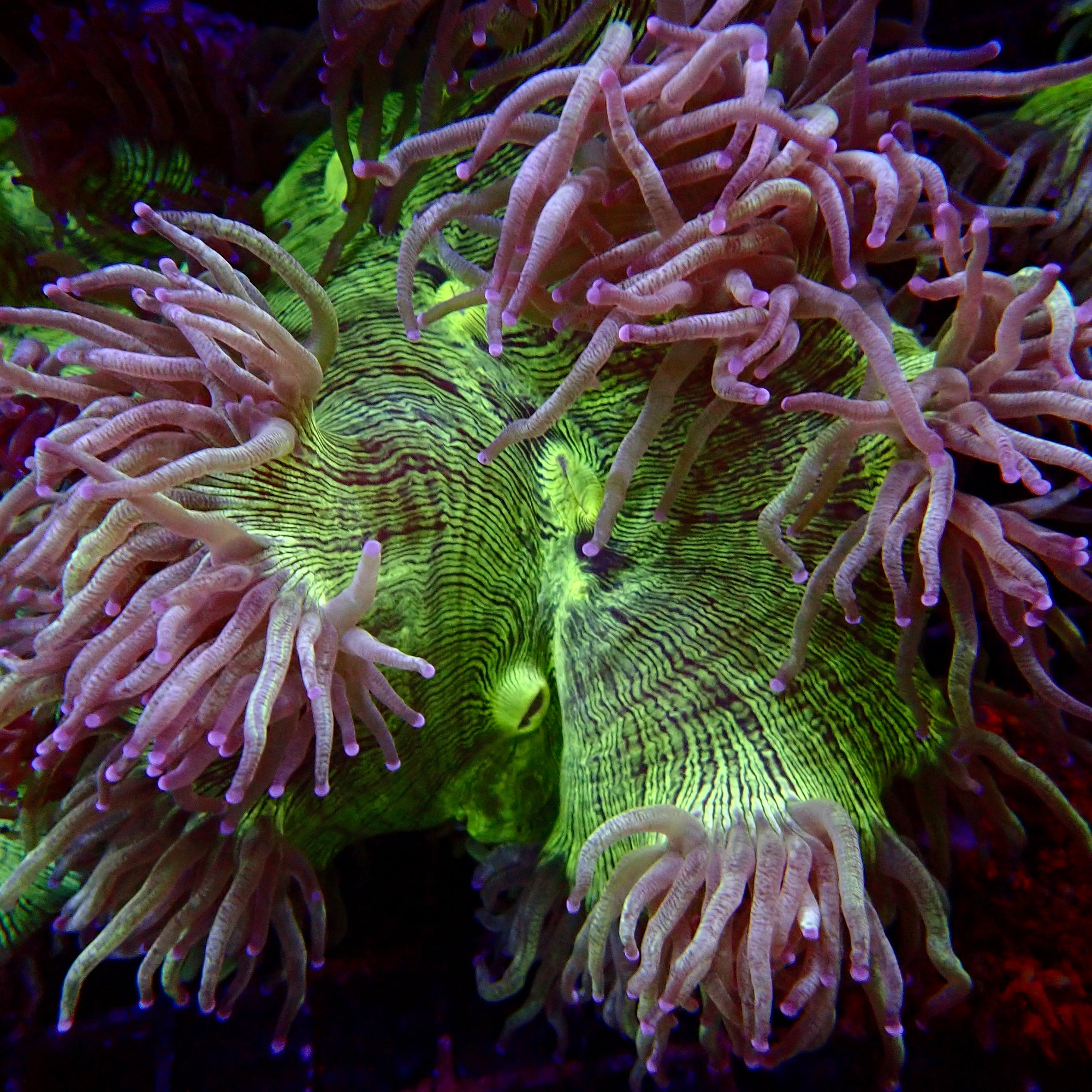 Elegance Coral Pink Tip Large colony