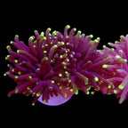 Australian Torch Coral