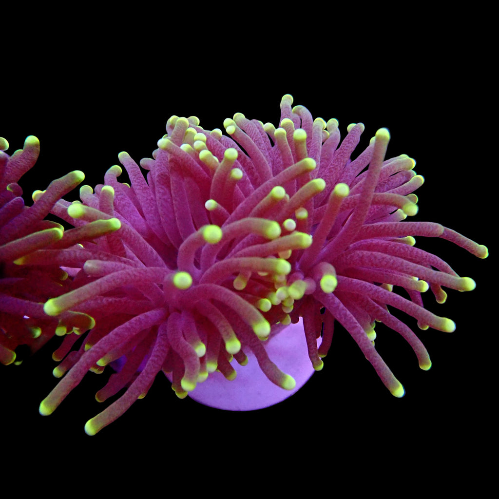Australian Torch Coral