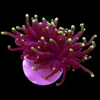 Australian Torch Coral