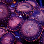 Pink galaxy zoanthid frag