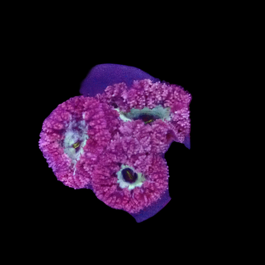 Fragment de Blastomussa Wellsi Rose et Violet