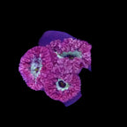 Fragment de Blastomussa Wellsi Rose et Violet