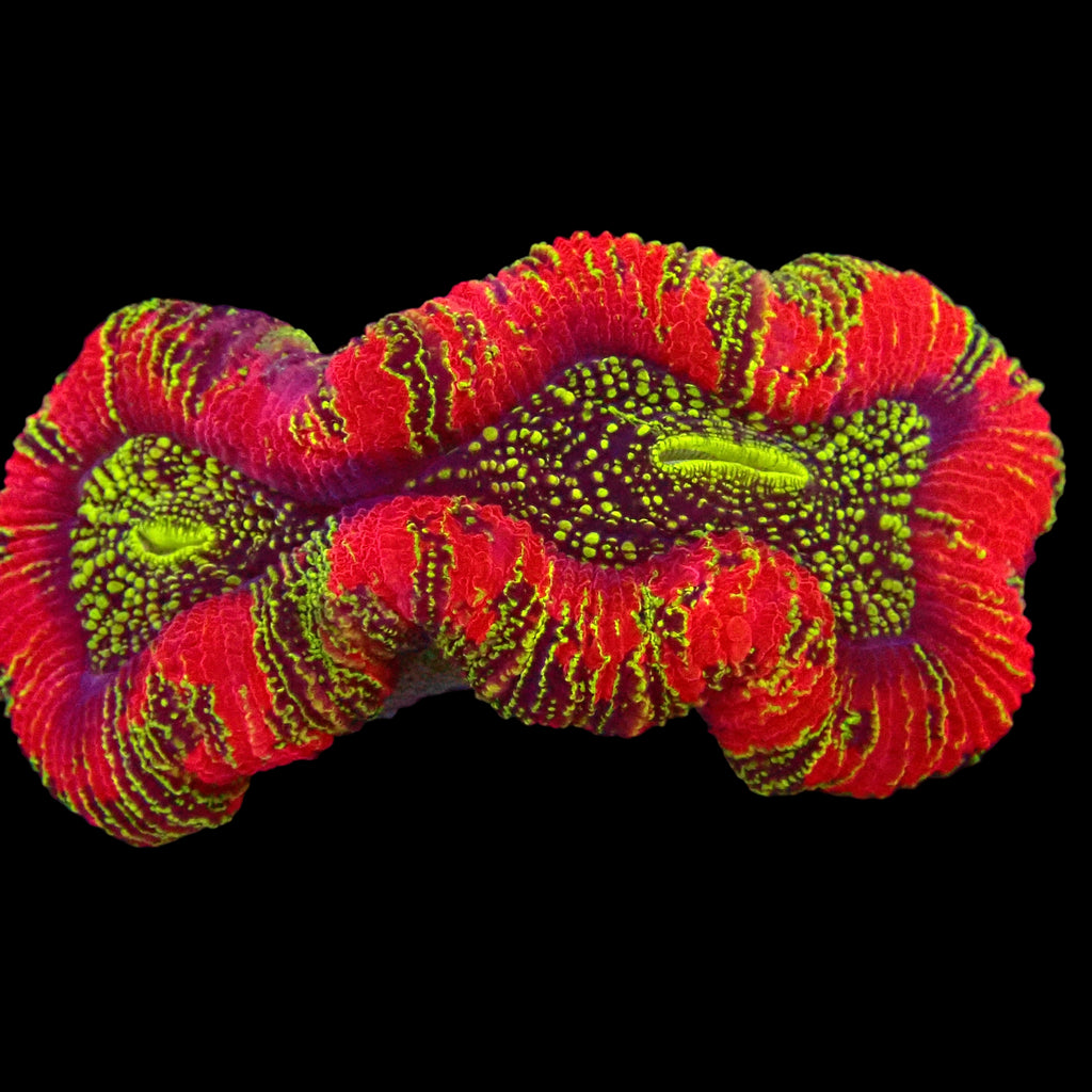 Trachyphyllia Geoffroyi Multicolore