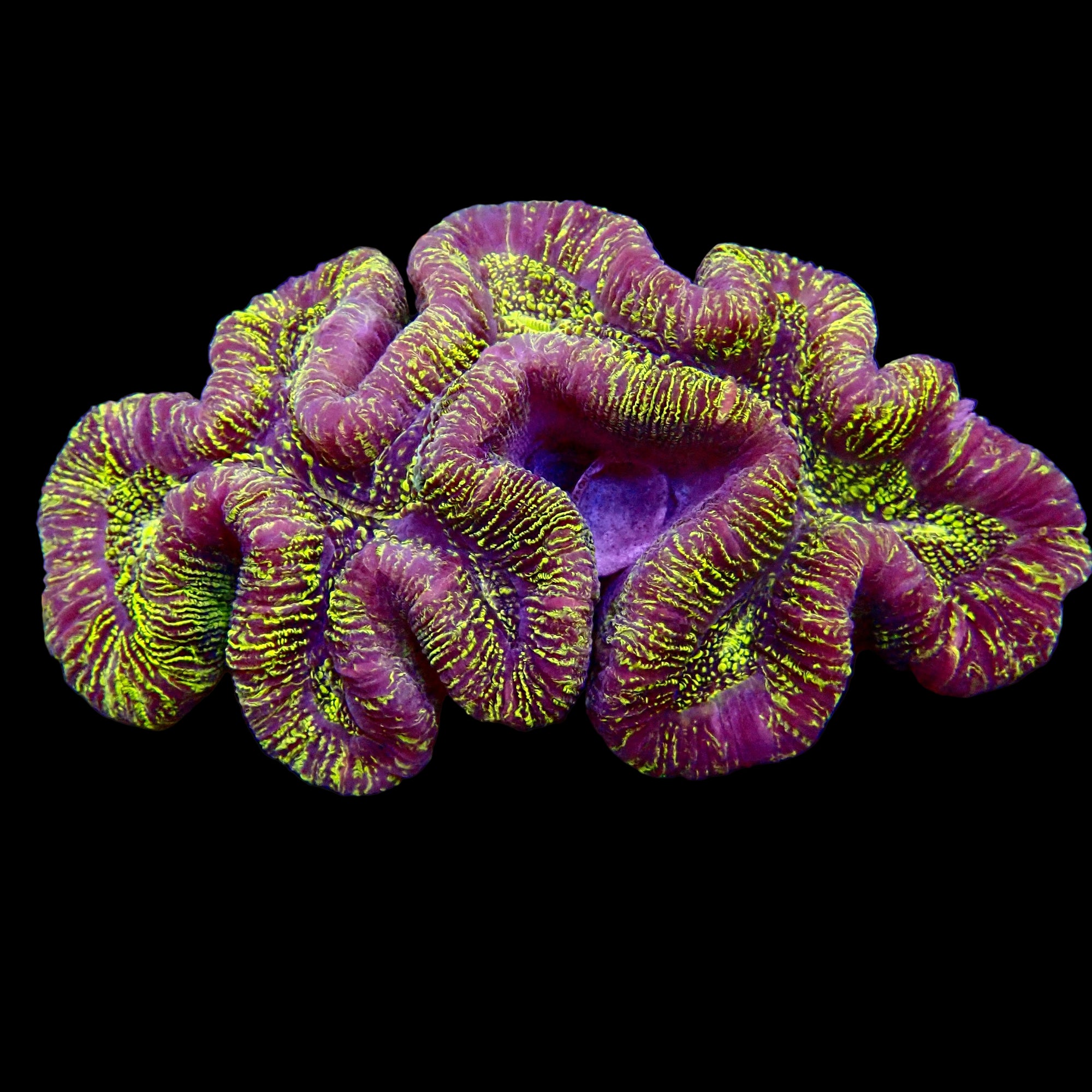 Trachyphyllia Geoffroyi