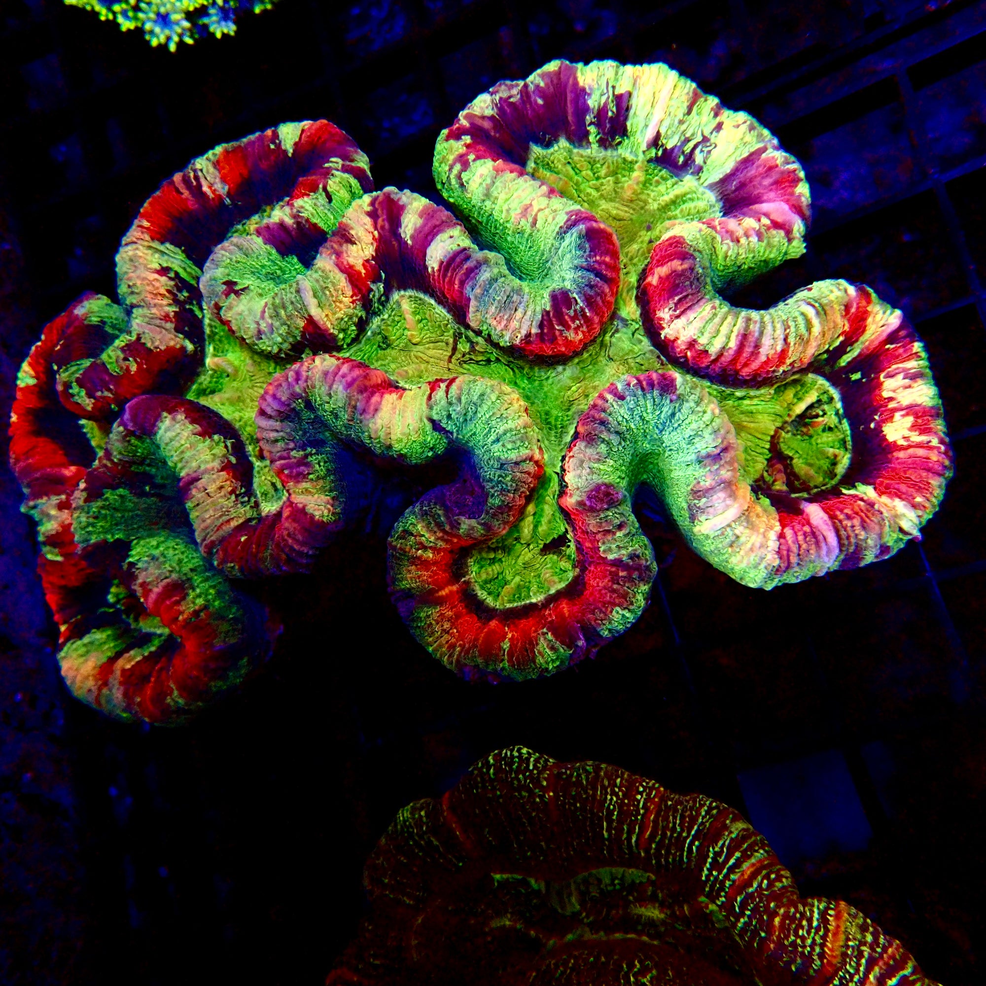 Trachyphyllia Geoffroyi Multicolore