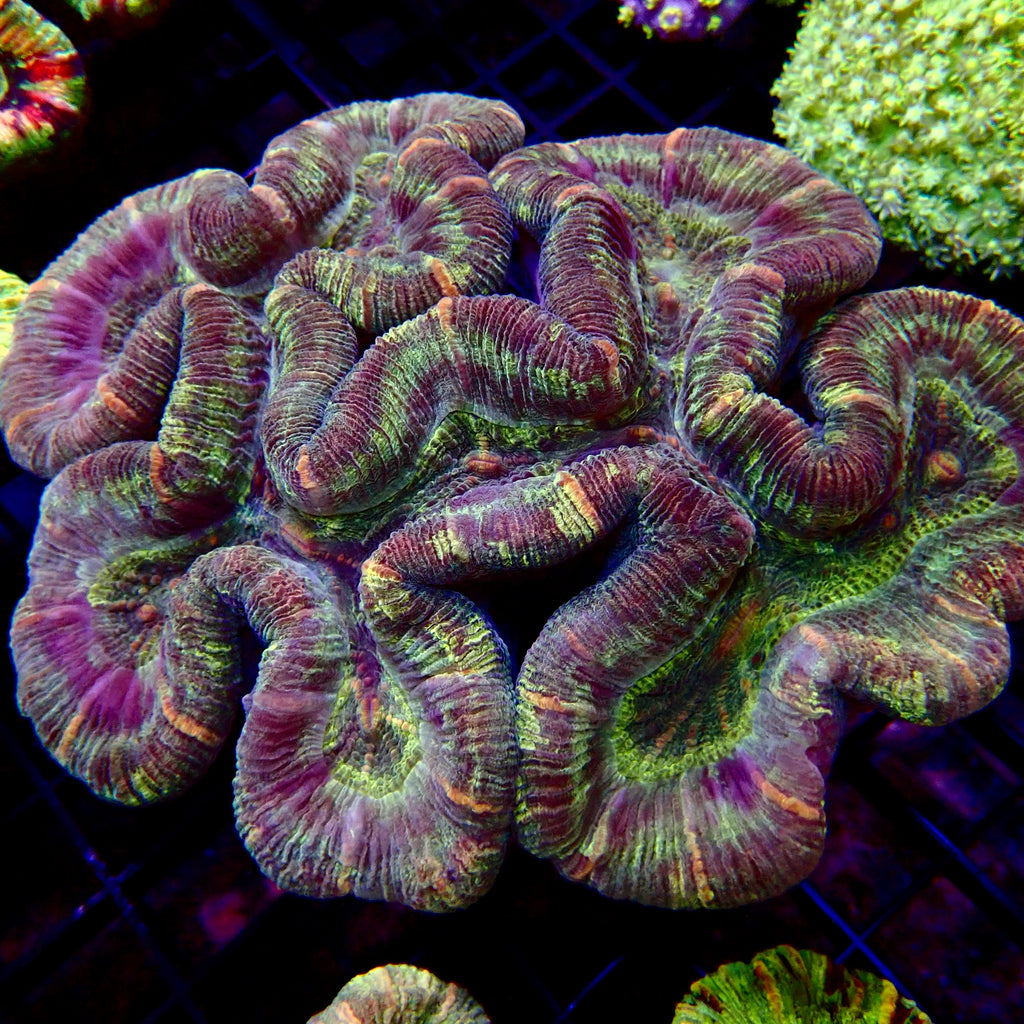 Trachyphyllia Geoffroyi