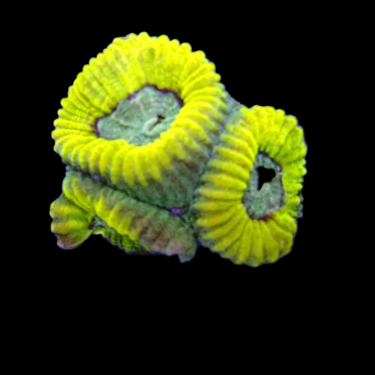 Ultra Favia frag