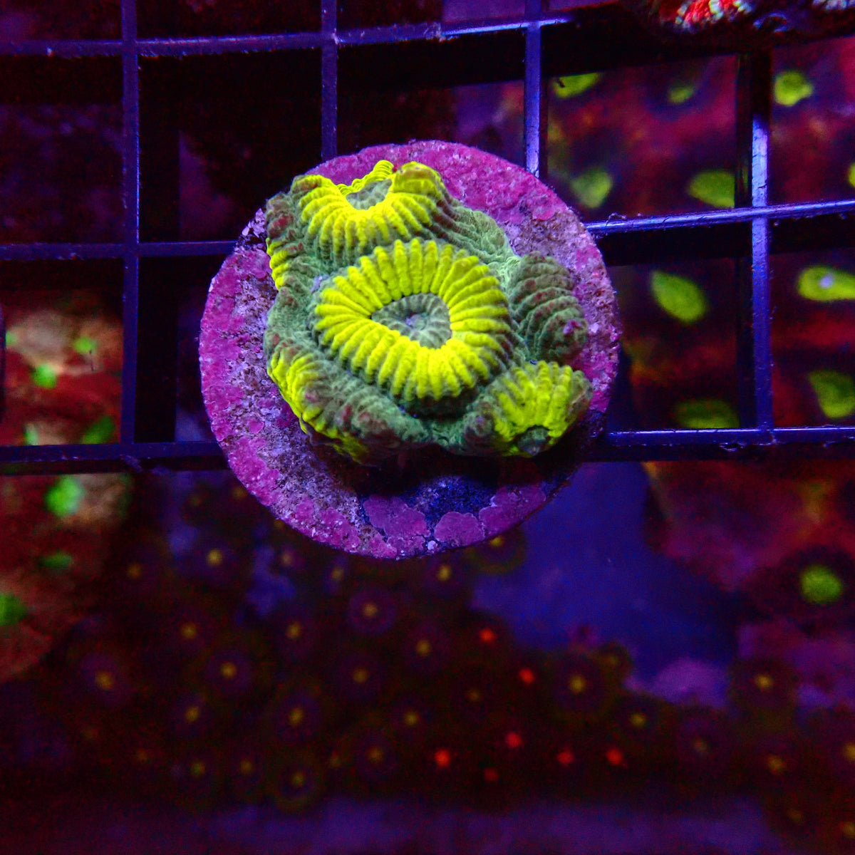 Ultra Favia frag