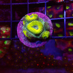 Ultra Favia frag