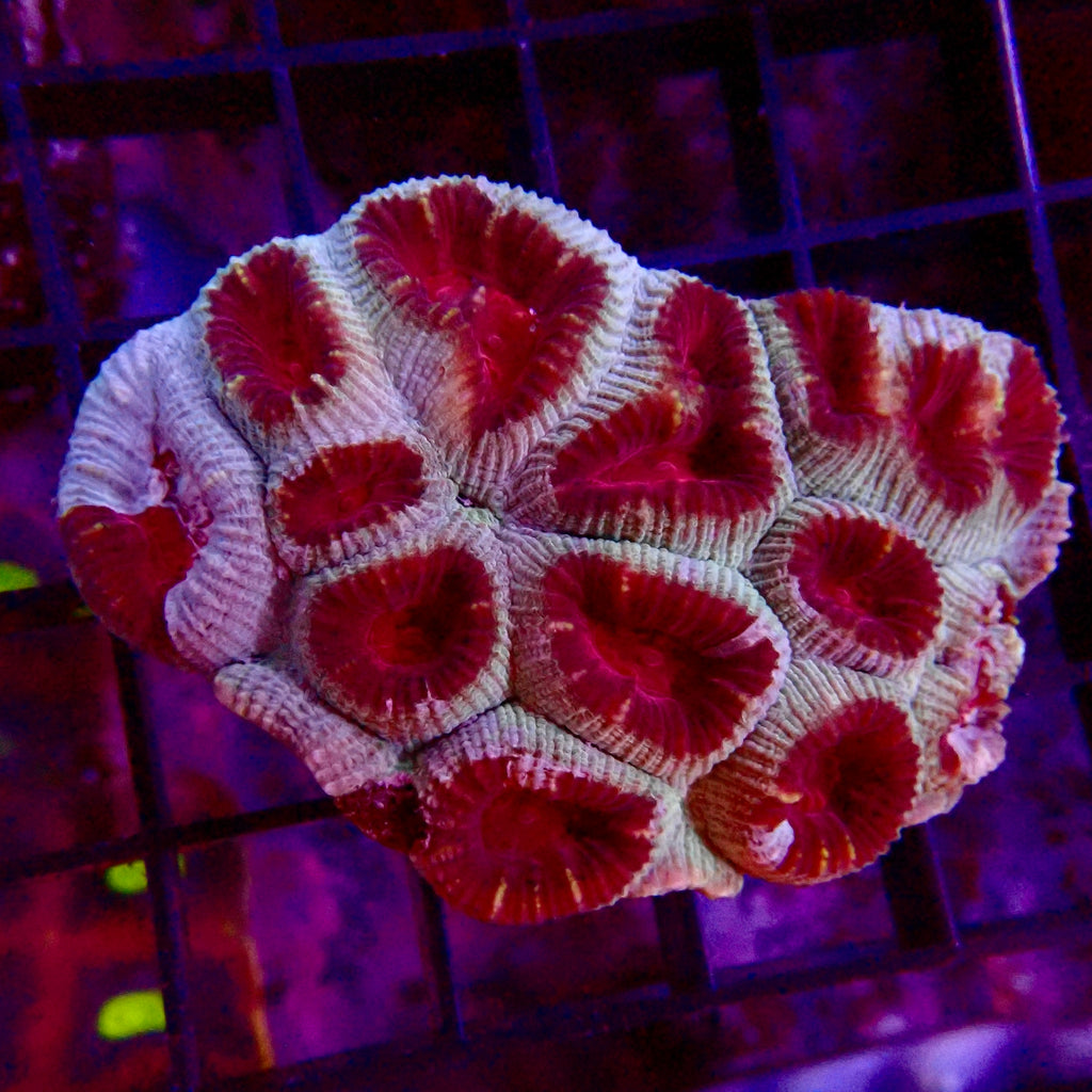 Ultra Favia Petite Colony