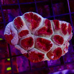 Ultra Favia Petite Colony