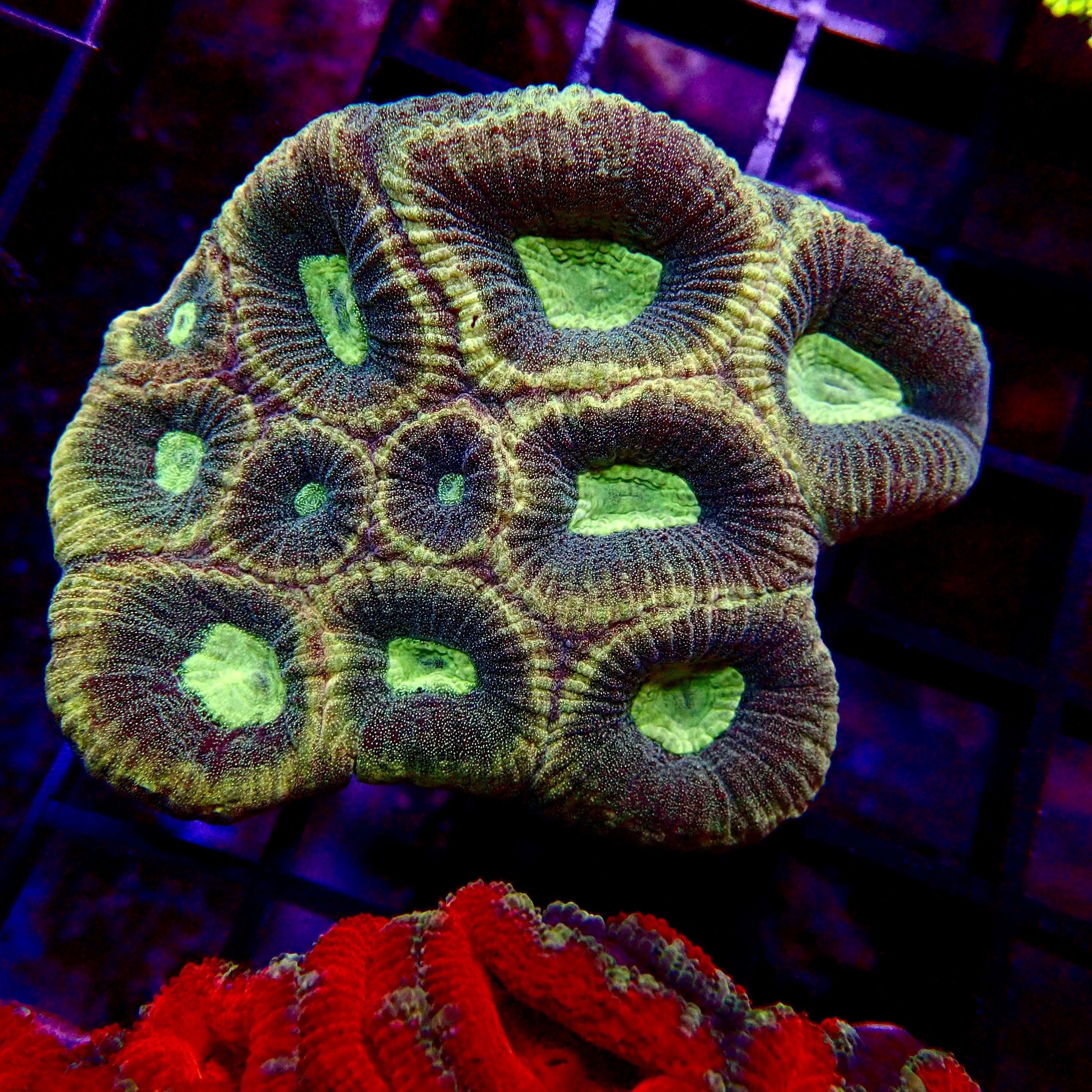 Zebra Bar Goby – Aquarium ReefSolution inc.