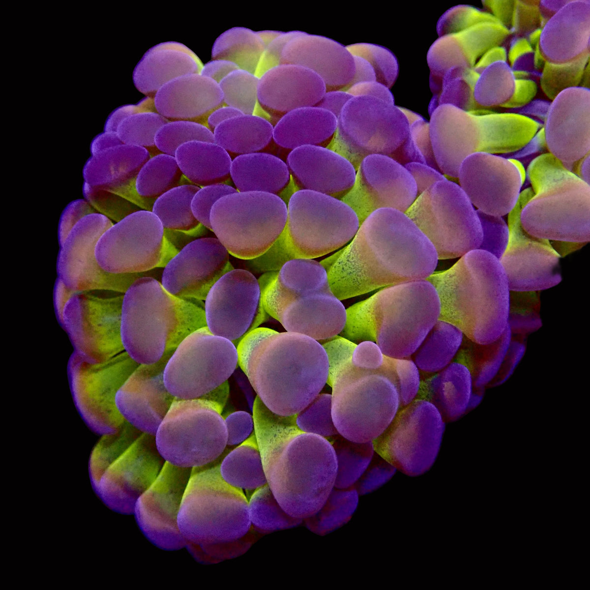 Euphyllia parancora - Fat Head Gunzo Branching Hammer Coral