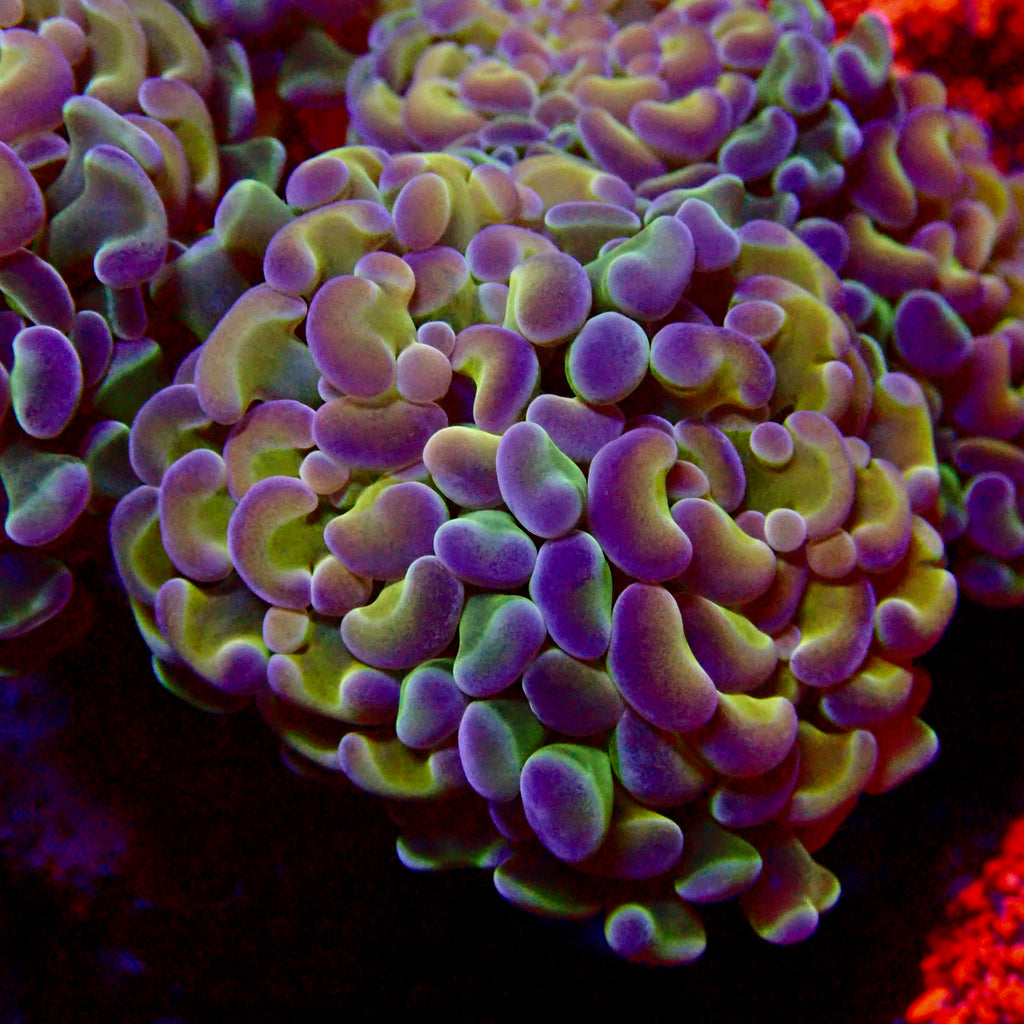 RS Rainbow Hologram Hammer par tete (per head)