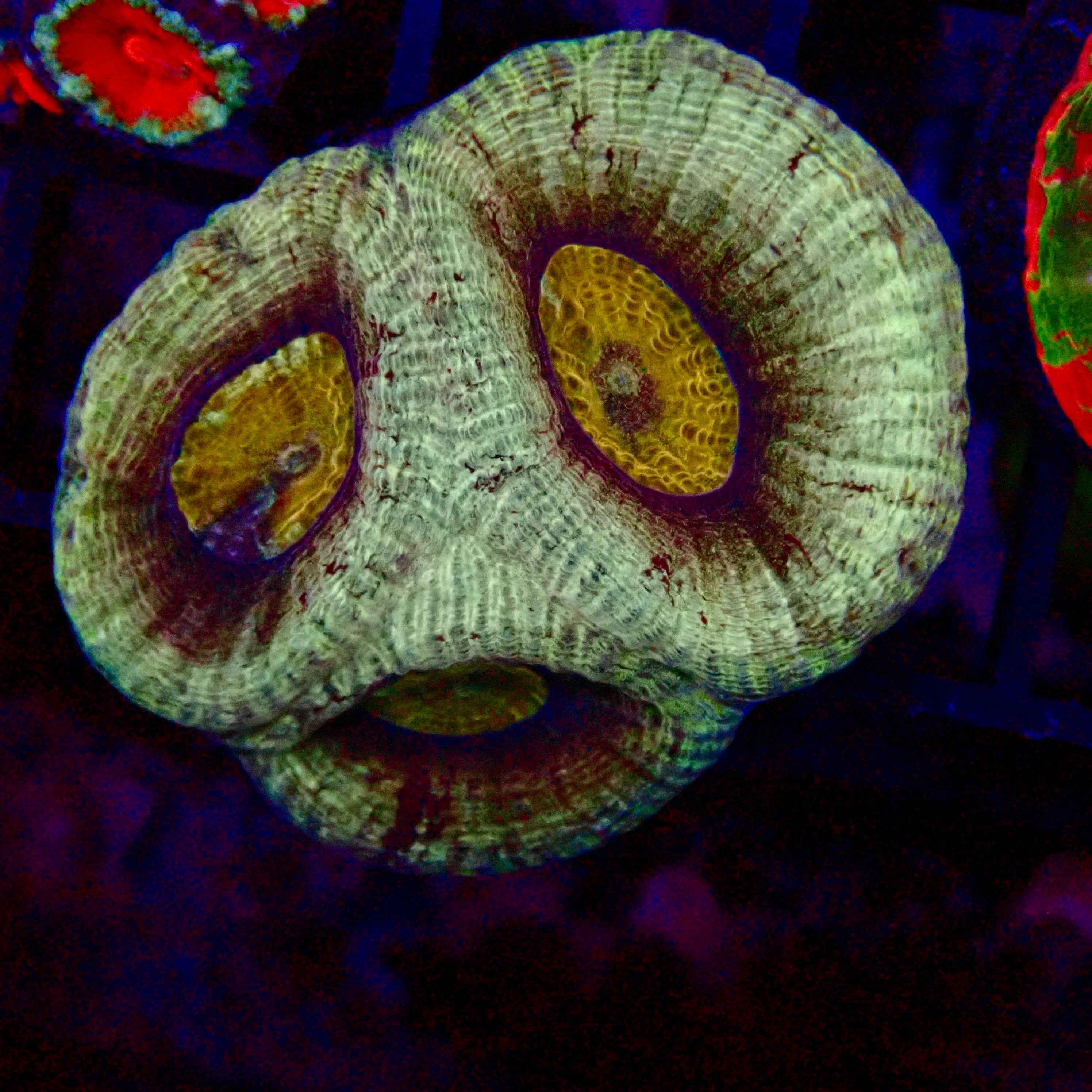 Zebra Bar Goby – Aquarium ReefSolution inc.