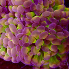 Euphyllia parancora - Fat Head Gunzo Branching Hammer Coral